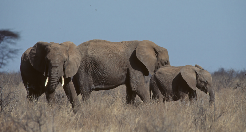 African_Savannah_Elephant_90_Kenya_008