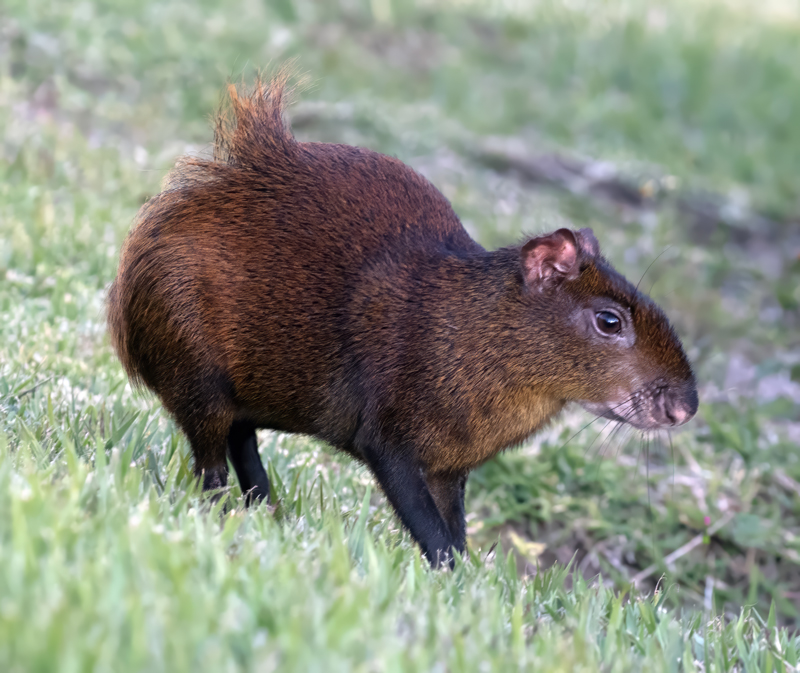 Agouti_17_Costa_Rica_008