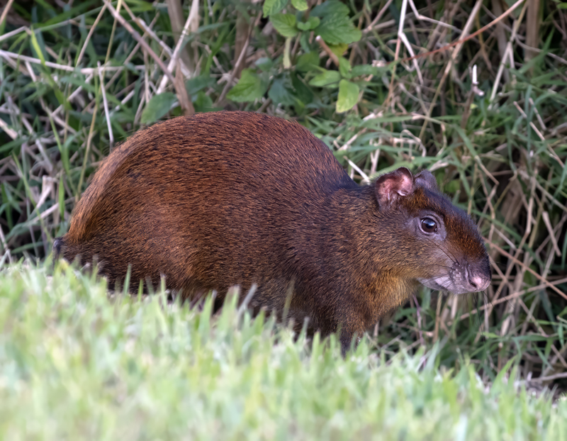 Agouti_17_Costa_Rica_010