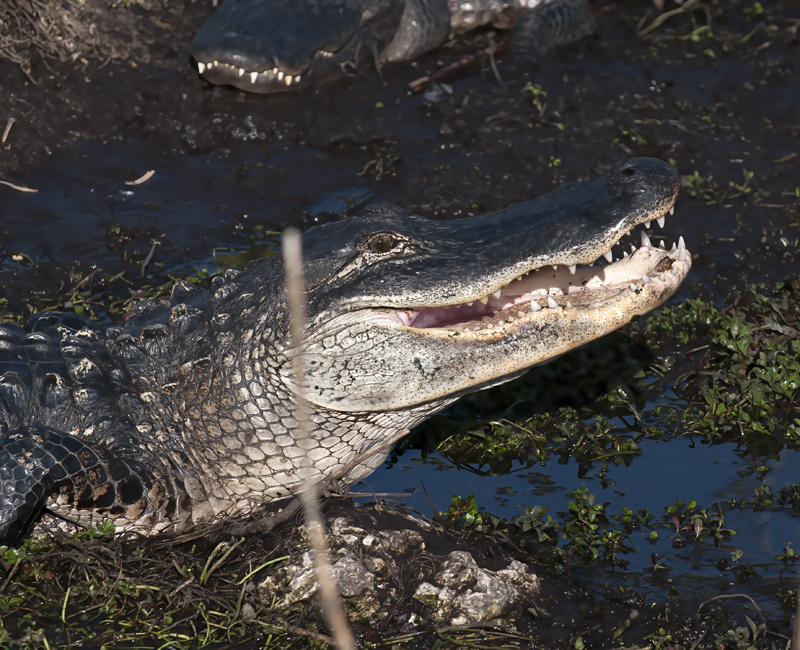 American_Alligator_09_FL_013
