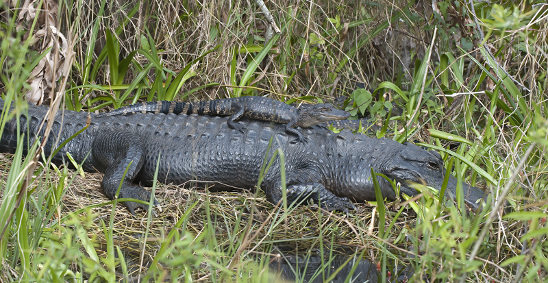 American_Alligator_10_FL_014