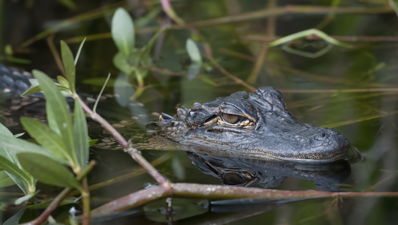 American_Alligator_10_FL_029