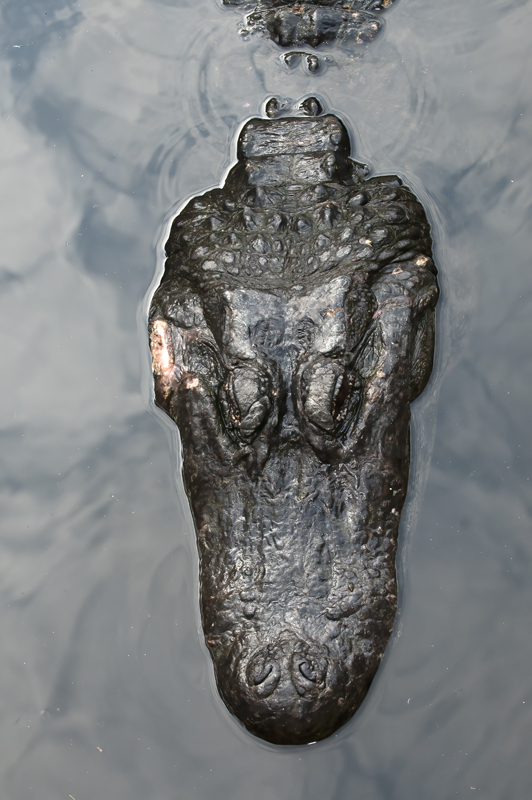 American_Alligator_10_FL_073