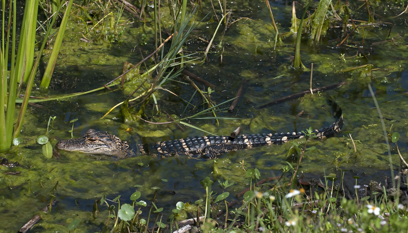 American_Alligator_10_FL_076