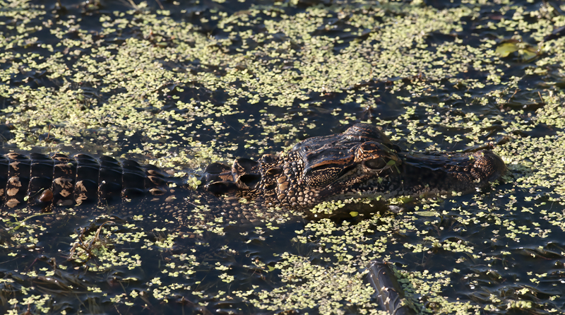 American_Alligator_10_FL_084