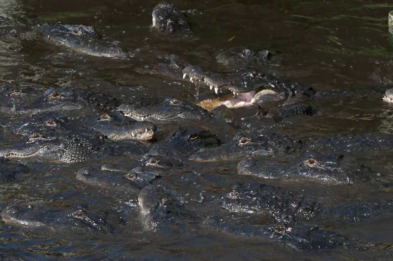 American_Alligator_10_FL_086