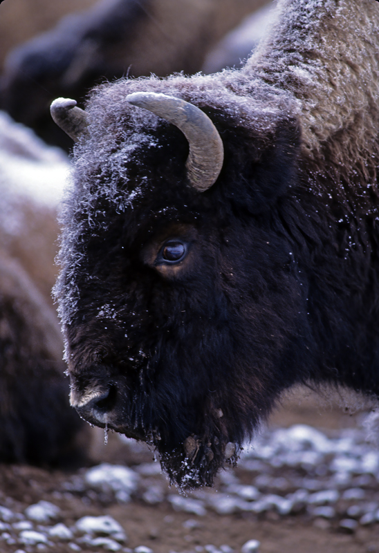 American_Bison_98_WY_006
