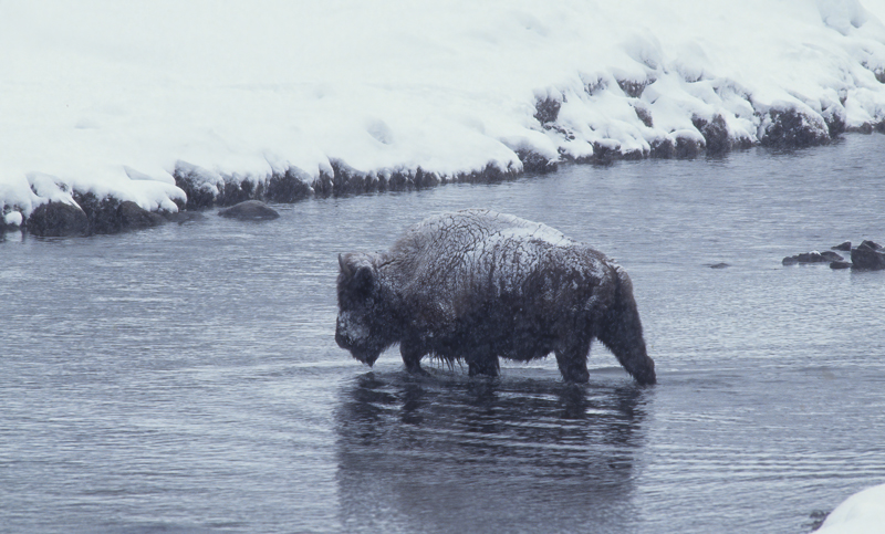American_Bison_98_WY_007