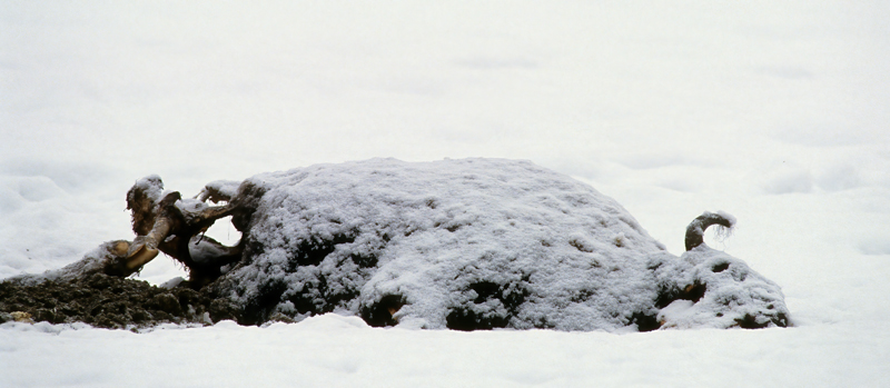 American_Bison_98_WY_008