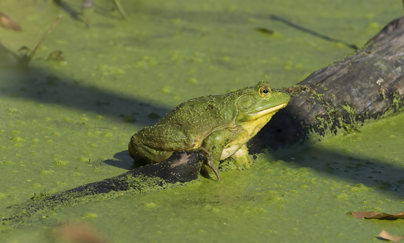 American_Bullfrog_15_MI_001