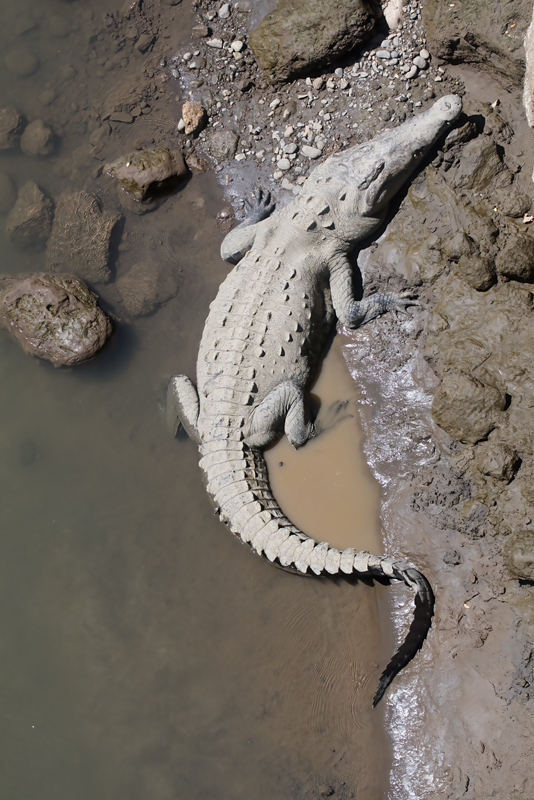 American_Crocodile_17_Costa_Rica_001