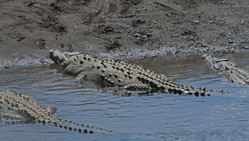 American_Crocodile_17_Costa_Rica_007