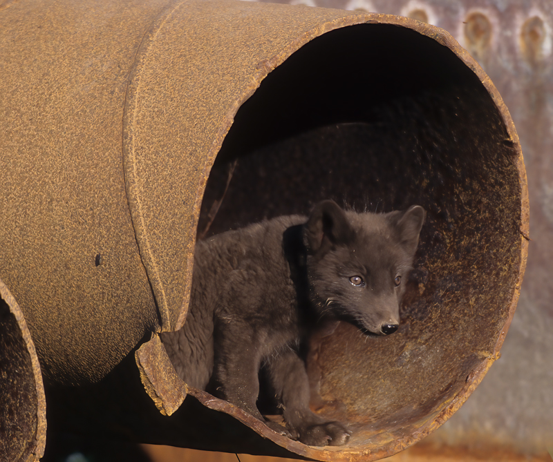 Arctic_Fox_98_AK_001