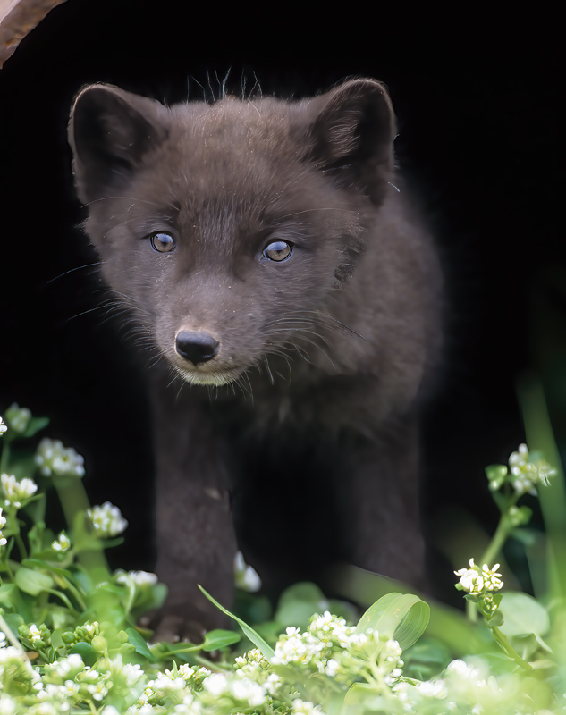 Arctic_Fox_98_AK_002