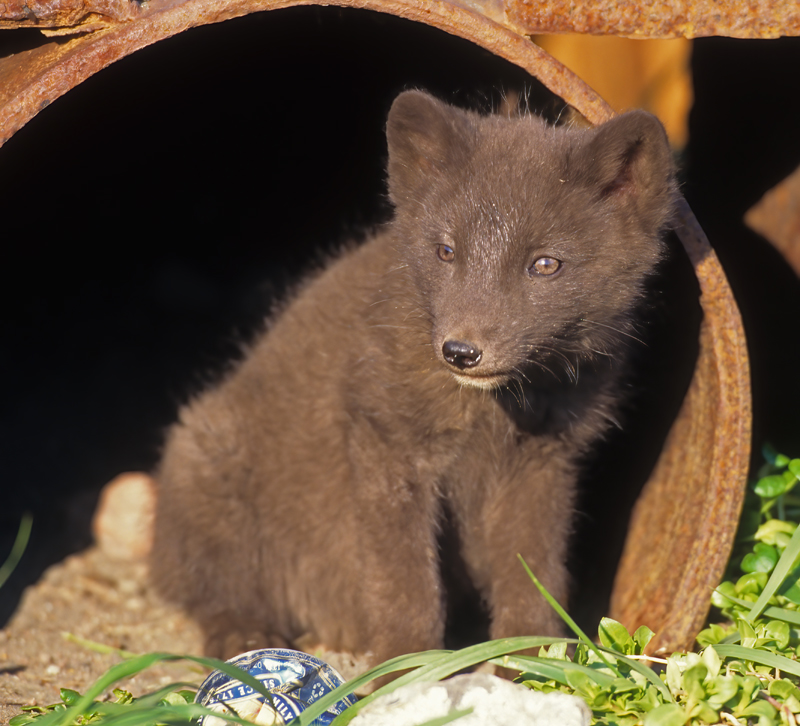Arctic_Fox_98_AK_005