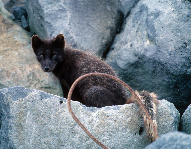 Arctic_Fox_98_AK_008