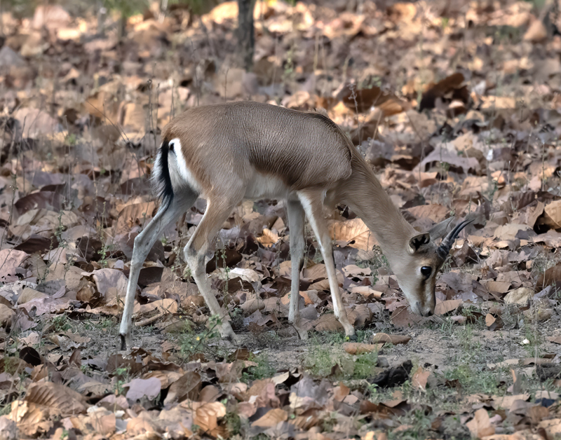 Asian_GazellIe_25_India_031