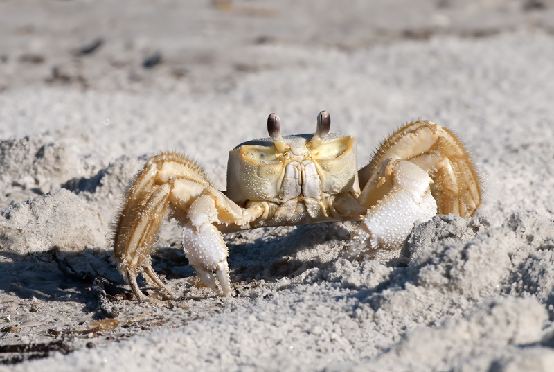Atlantic_Ghost_Crab_09_FL_008