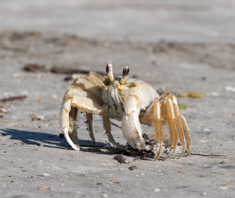 Atlantic_Ghost_Crab_09_FL_009