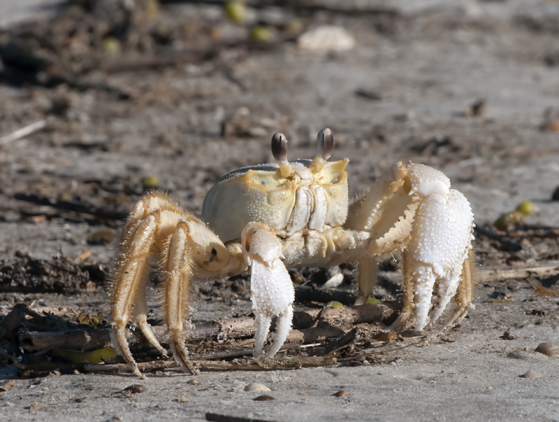 Atlantic_Ghost_Crab_09_FL_018
