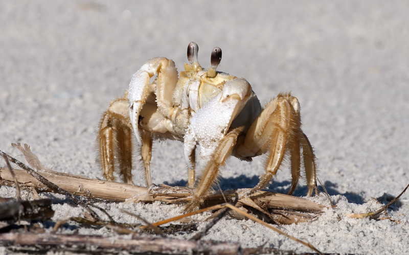 Atlantic_Ghost_Crab_09_FL_021