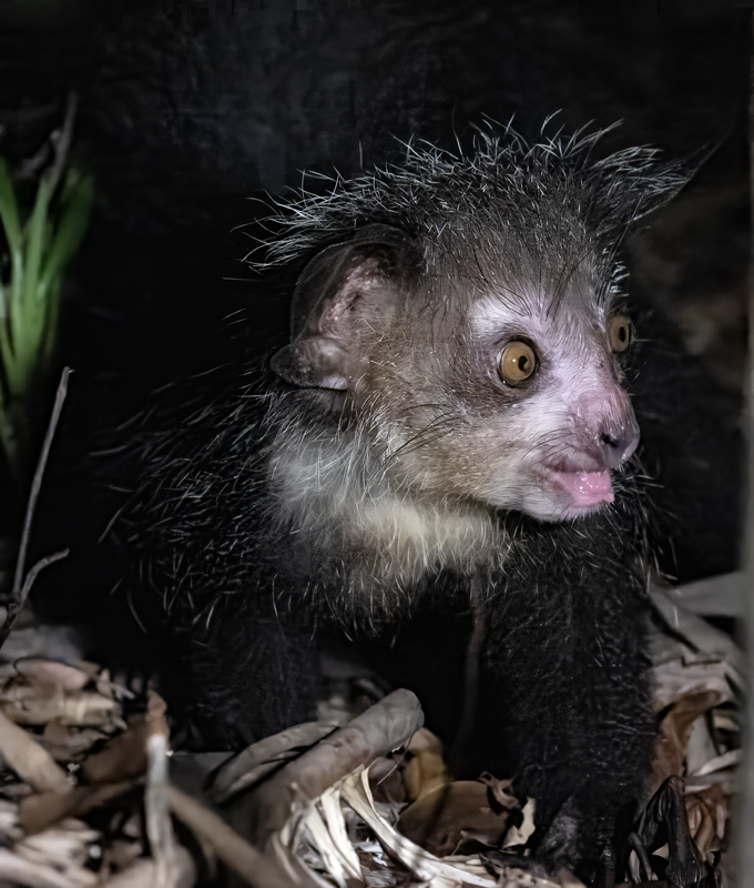 Aye-Aye_24_Madagascar_085a