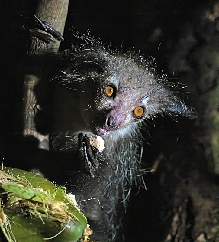 Aye-Aye_24_Madagascar_174