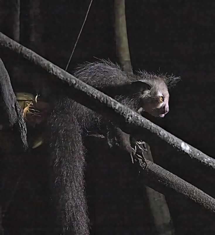 Aye-Aye_24_Madagascar_292