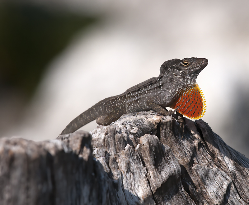 Bahaman_Anole_FL_09_003