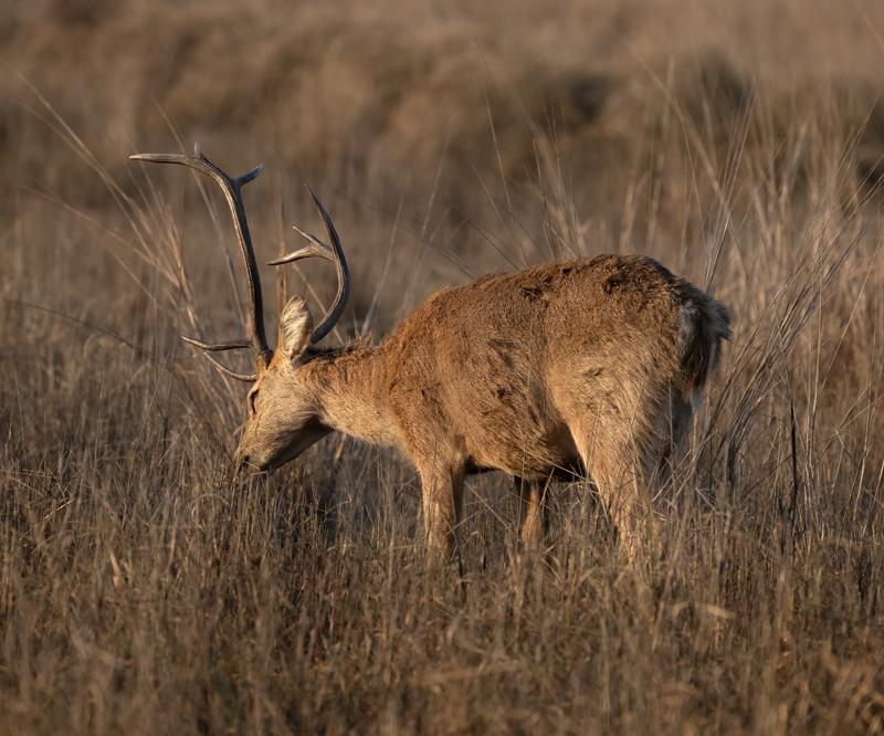Barasingha_25_India_010