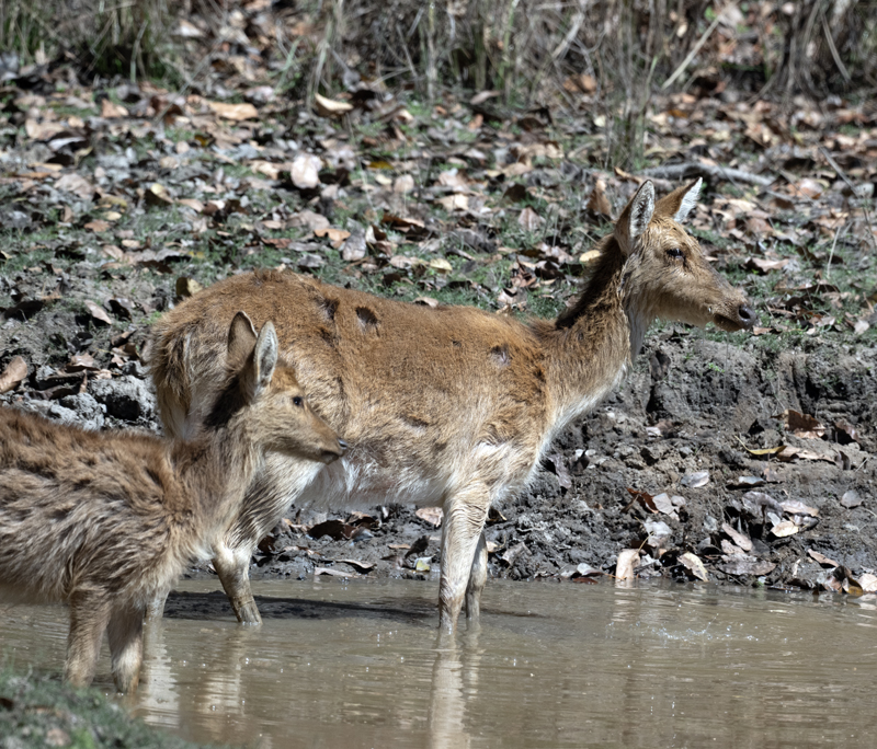 Barasingha_25_India_020