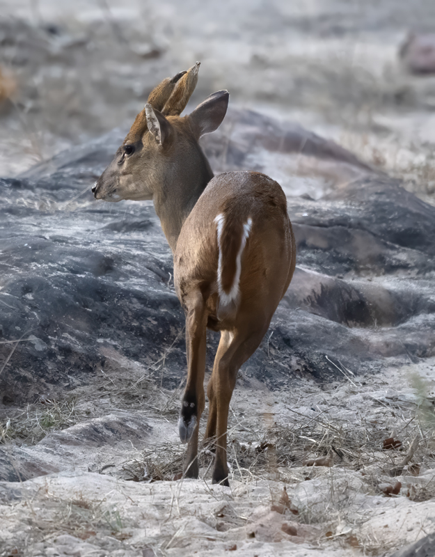 Barking_Deer_25_India_015