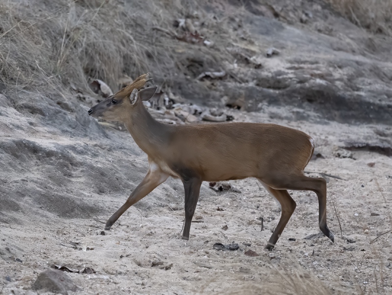 Barking_Deer_25_India_016