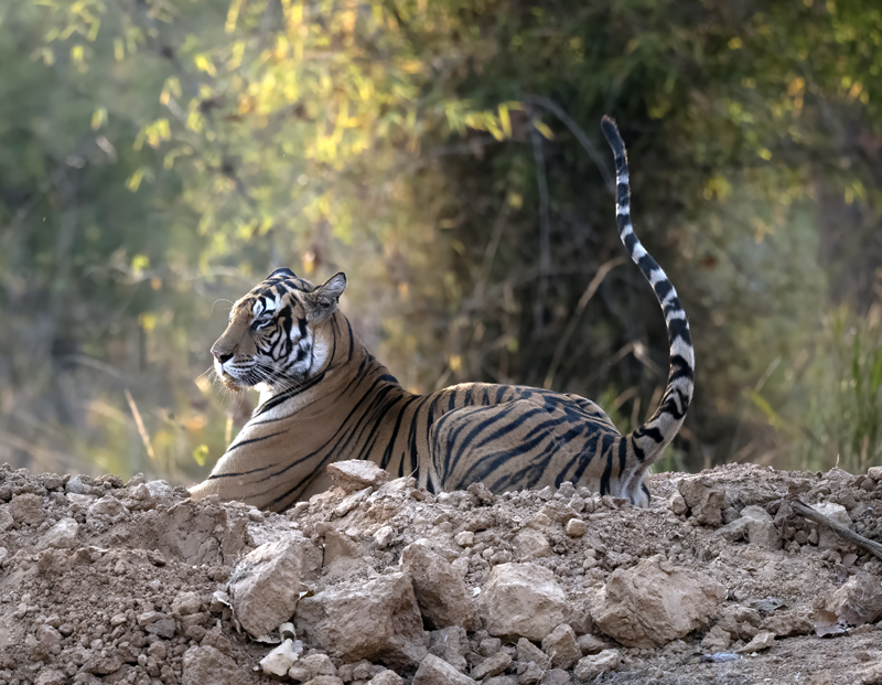 Bengal_Tiger_25_India_022