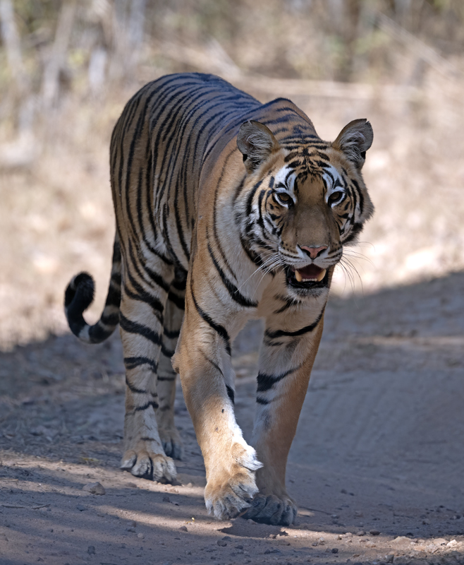 Bengal_Tiger_25_India_148