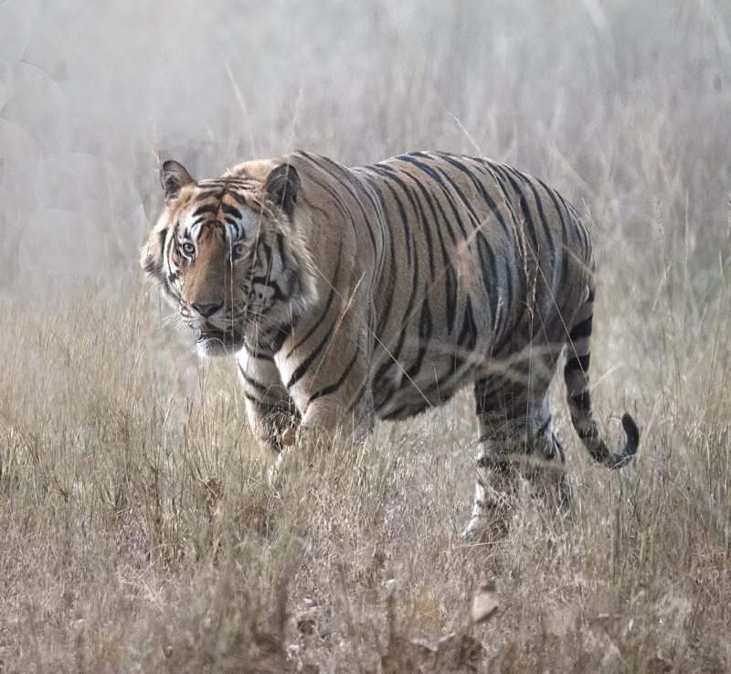 Bengal_Tiger_25_India_171