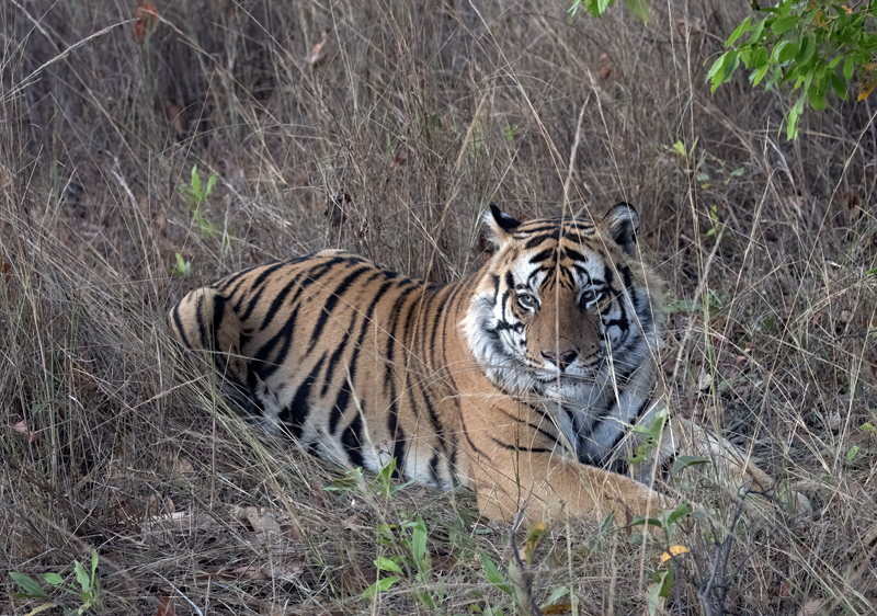 Bengal_Tiger_25_India_229