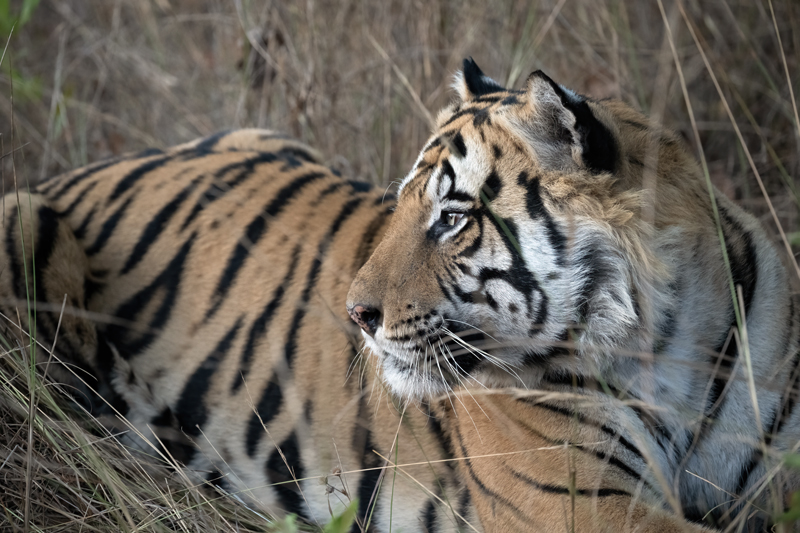 Bengal_Tiger_25_India_235