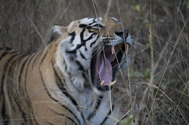 Bengal_Tiger_25_India_323a