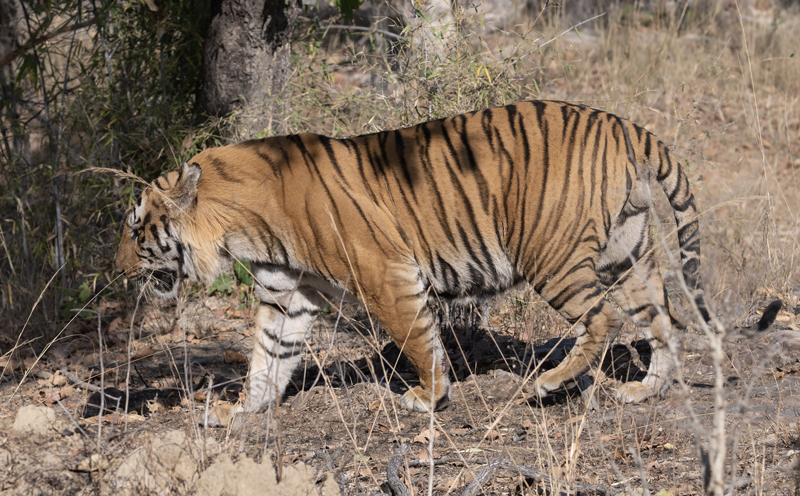 Bengal_Tiger_25_India_330