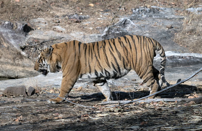 Bengal_Tiger_25_India_336