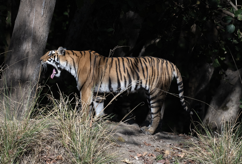 Bengal_Tiger_25_India_408