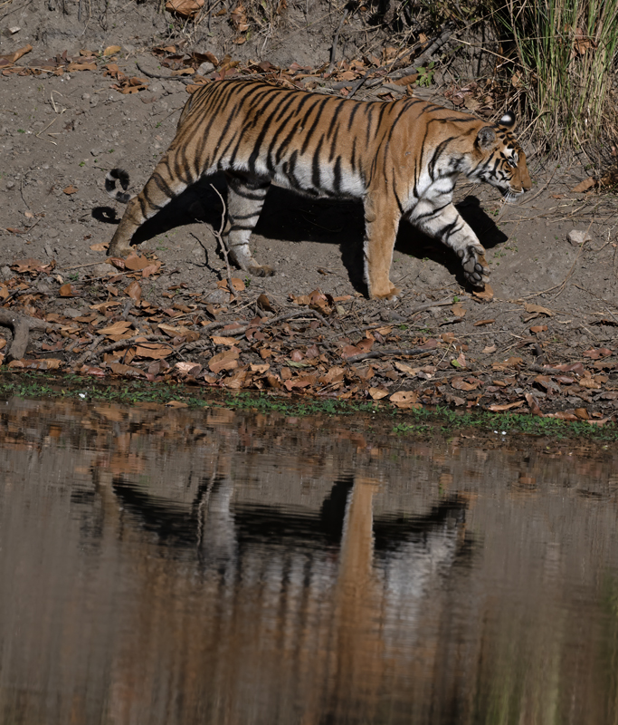 Bengal_Tiger_25_India_422