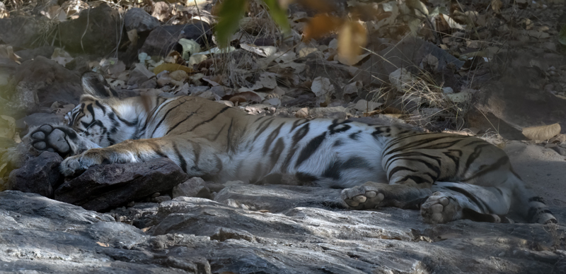 Bengal_Tiger_25_India_431