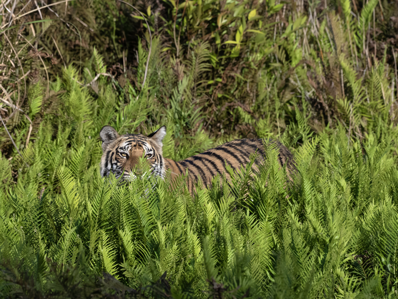 Bengal_Tiger_25_India_441