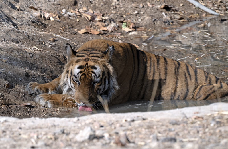 Bengal_Tiger_25_India_493