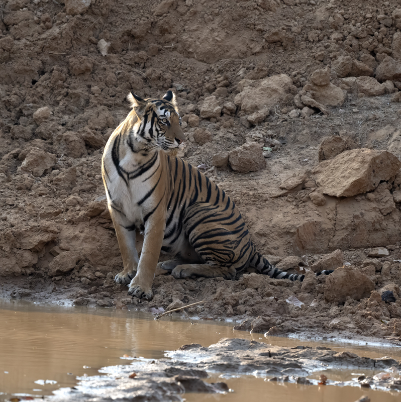 Bengal_Tiger_25_India_566