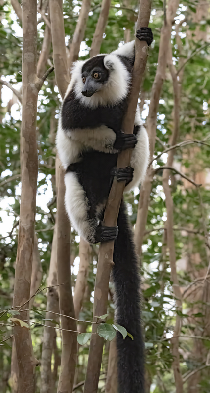 Black-and-white_Ruffed_Lemur_24_Madagascar_017