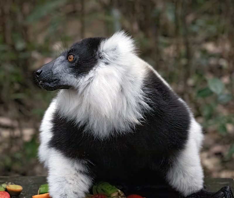 Black-and-white_Ruffed_Lemur_24_Madagascar_085