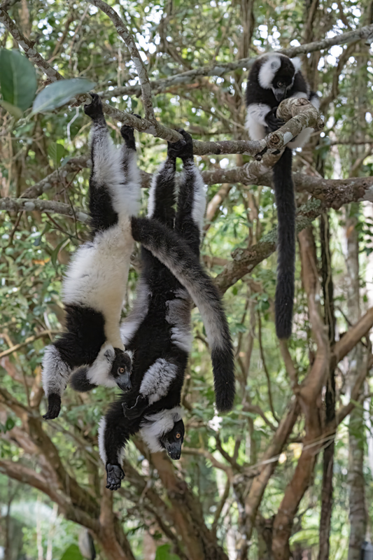 Black-and-white_Ruffed_Lemur_24_Madagascar_518